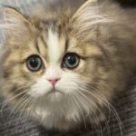 ももちゃん